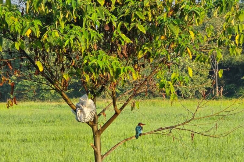 Langkawi: Small Group Countryside Cycling Tour Paddy Fields - An In-Depth Look at the Langkawi Countryside Cycling Tour  