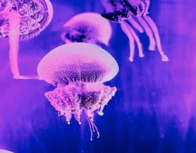 Langkawi: Underwater World Entry Ticket - Full Description of Underwater World