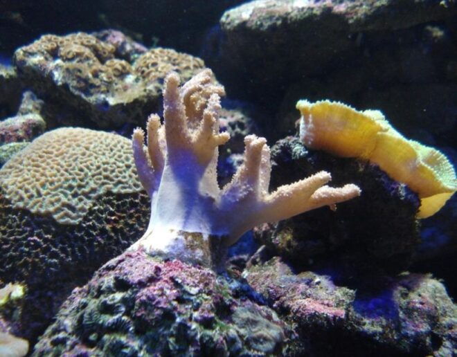 Langkawi: Underwater World Entry Ticket - Benefits of Visiting Underwater World