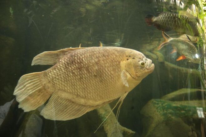 Langkawi: Underwater World Entry Ticket - Location and Accessibility