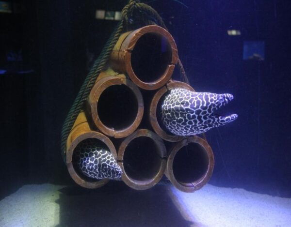 Langkawi: Underwater World Entry Ticket - Common Questions