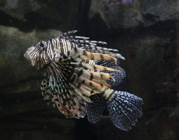 Langkawi: Underwater World Entry Ticket - The Sum Up