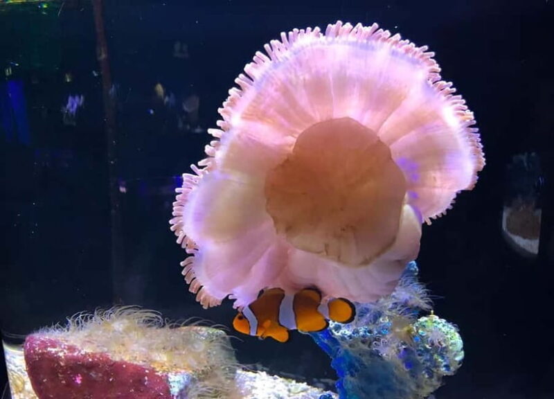 Langkawi: Underwater World Langkawi Entry Ticket - Good To Know