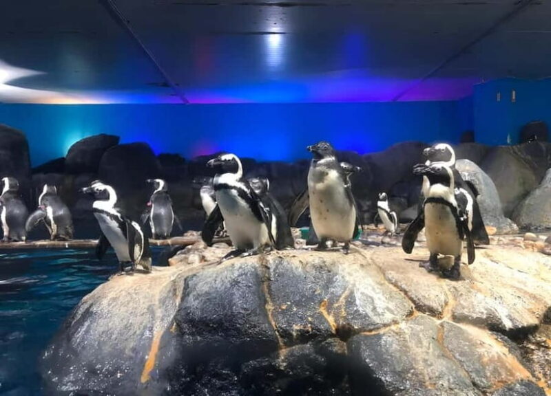 Langkawi: Underwater World Langkawi Entry Ticket - The Zones and What You’ll See