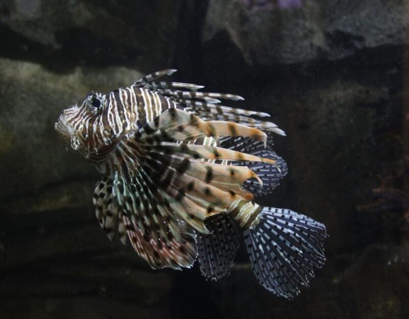 Langkawi: Underwater World Langkawi Entry Ticket - Practical Tips for Visiting