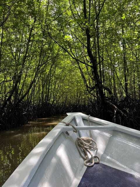 Langkawi: UNESCO Global Geopark Mangrove Cruise - The Experience: Small Group, Eco-focused, and Informative