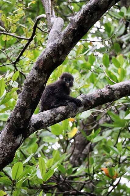 Langkawi: UNESCO Global Geopark Mangrove Cruise - Final Thoughts: Is It Worth It?