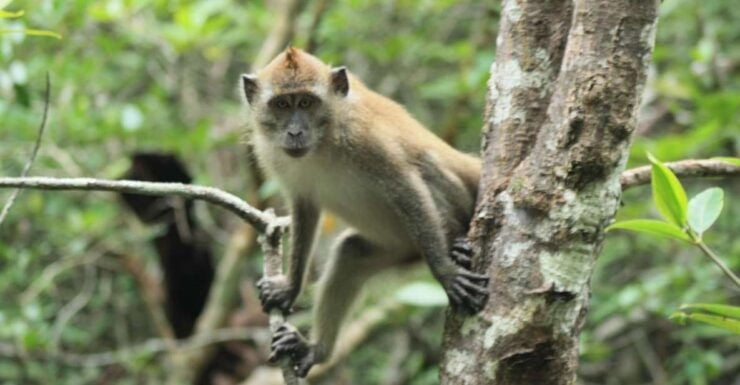 Langkawi UNESCO Global Geopark Mangrove Cruise - Activity Details