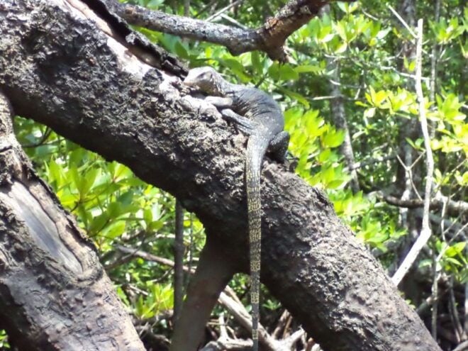 Langkawi UNESCO Global Geopark Mangrove Cruise - Inclusions