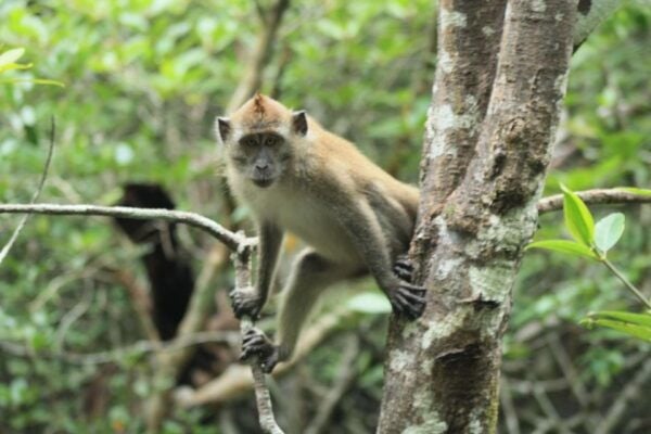 Langkawi UNESCO Global Geopark Mangrove Cruise - Common Questions