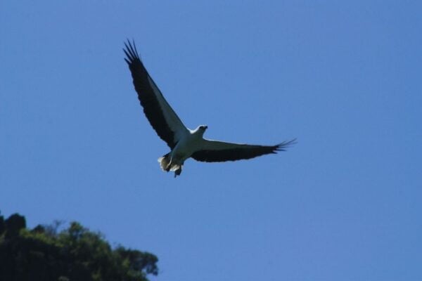 Langkawi UNESCO Global Geopark Mangrove Cruise - The Sum Up