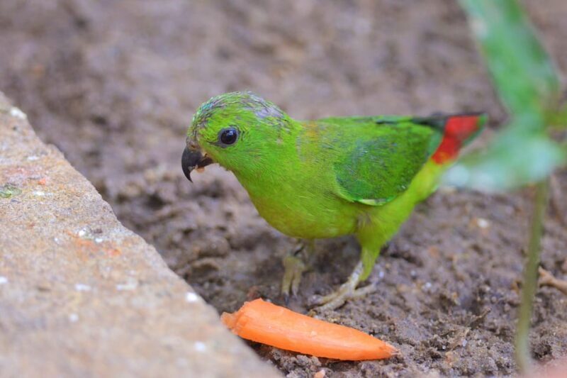 Langkawi: Wildlife Park Admission Ticket - The Sum Up