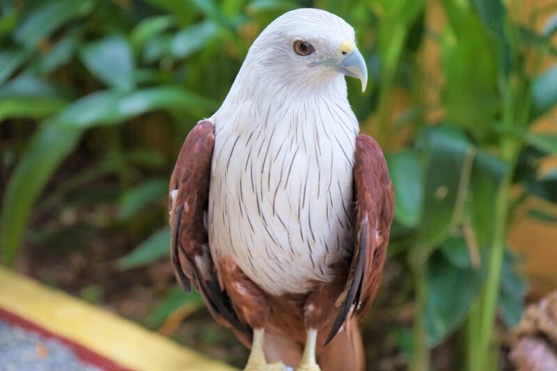 Langkawi: Wildlife Park Admission Ticket - An Inside Look at Langkawi Wildlife Park