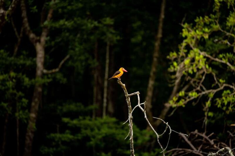 Langkawi:6 Hours Mangrove Night Safari with Pick Up & Dinner - An Overview of the Night Safari Experience