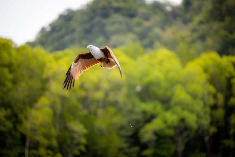 Langkawi:6 Hours Mangrove Night Safari with Pick Up & Dinner - Good To Know