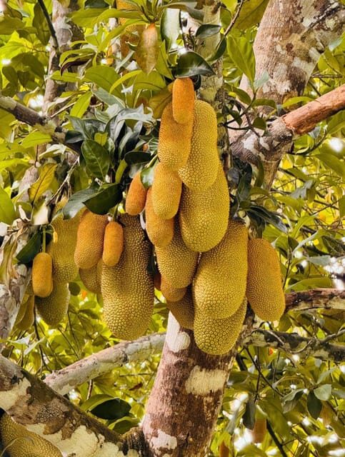 Langkawi:ATV Ride at Matchinchang Foothill - Who Will Love This Tour?