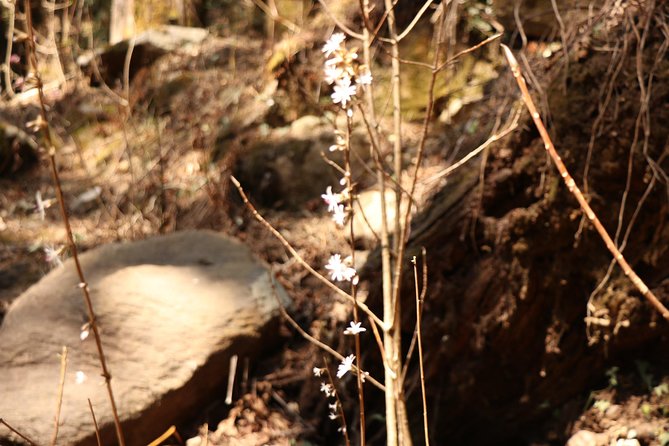 Langtang Kanjin Gumba Trek - Difficulty Level