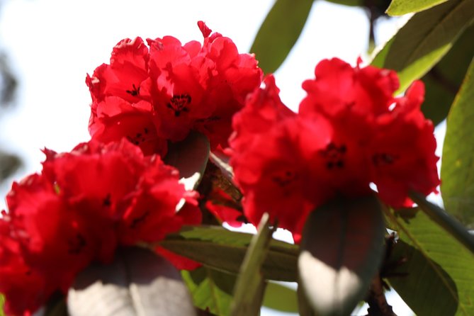 Langtang Kanjin Gumba Trek - Accommodation and Facilities