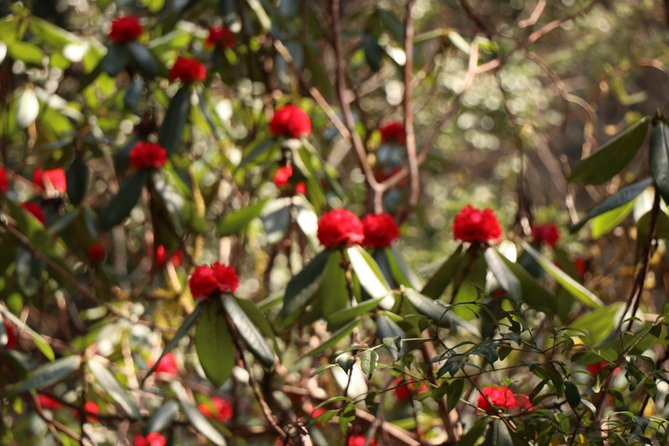 Langtang Kanjin Gumba Trek - Common Questions