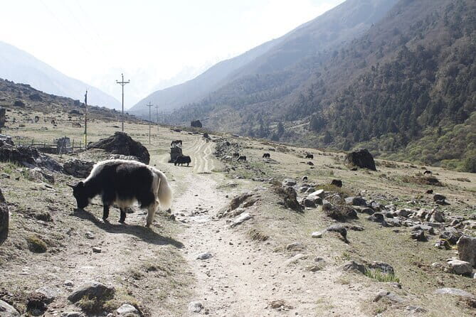 Langtang Trek from Kathmandu 7 Days - Good To Know