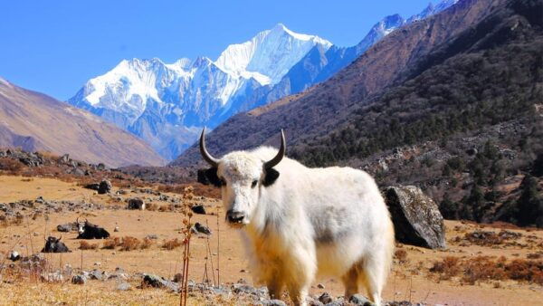 Langtang Trekking 5night 6 Days - Questions You May Have