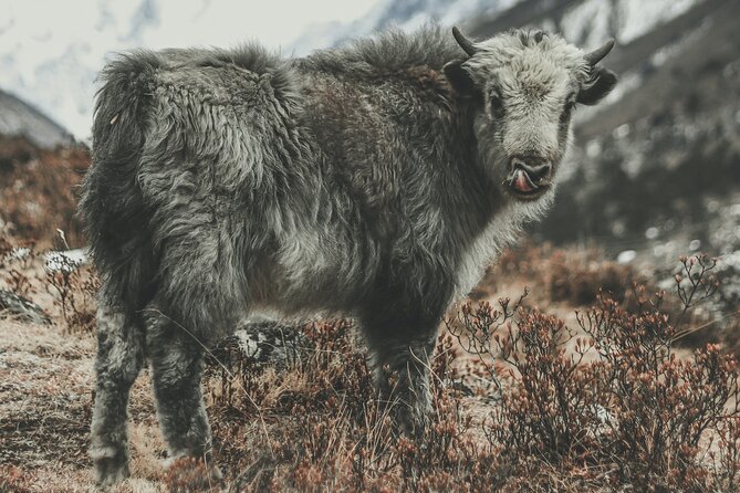 Langtang Valley Trek - Trek Overview