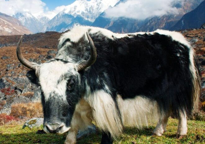 Langtang Valley Trek - Inclusions and Exclusions