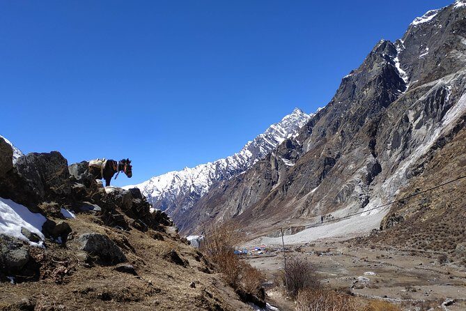 Langtang Valley trek - Why Choose the Langtang Valley Trek?