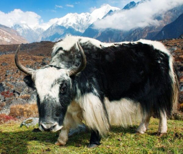 Langtang Valley Trek - 8 Days - Important Information for Participants