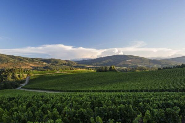 Languedoc: Heritage Tour & Tasting at Domaine De Baronarques - Pricing and Cancellation Policy