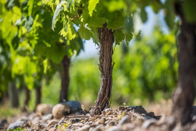 Languedoc: Terroir Tour & Tasting at Domaine De Baronarques - Wine Tasting Experience
