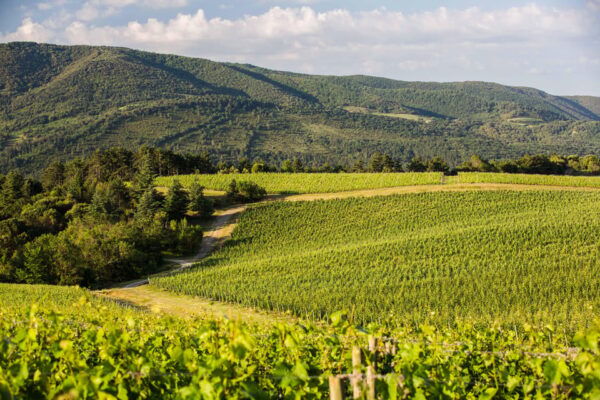 Languedoc: Terroir Tour & Tasting at Domaine De Baronarques - Practical Information