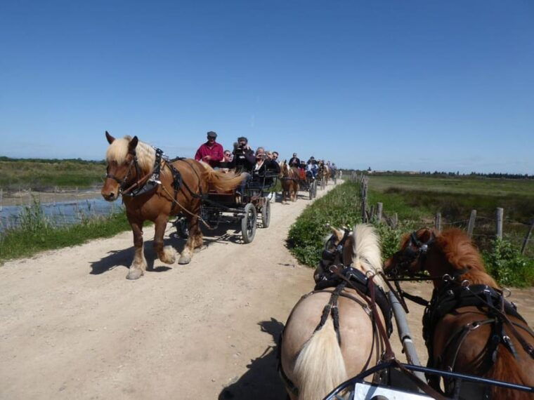 Lansargues: Horse-Drawn Carriage Ride With Guide - Pricing and Booking Information