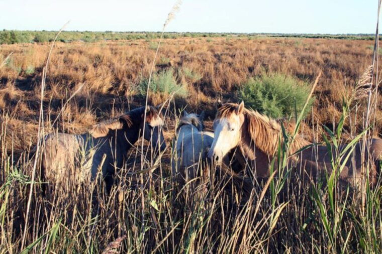 Lansargues: Horse-Drawn Carriage Ride With Guide - Starting Location and Meeting Point