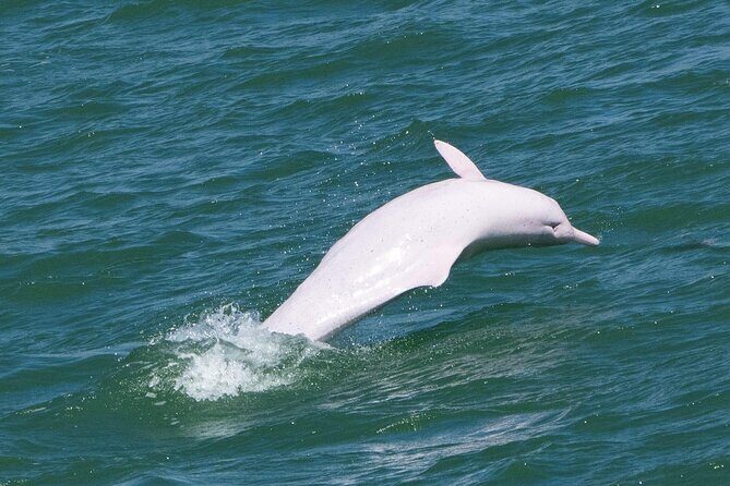 Lantau Group Tour: Dolphin Watching, Fishing Village & Cable Car - Good To Know