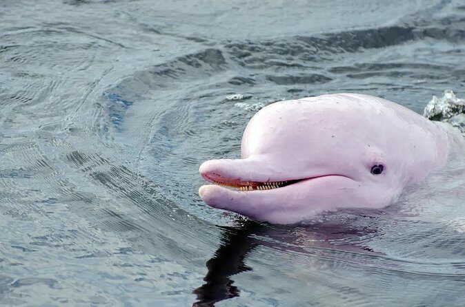 Lantau Island Day Trip | Big Buddha, Dolphin Watching & Cable Car - The Sum Up