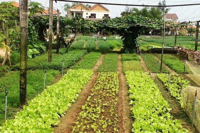 Lantern making class and Tra Que Bike Tour - A Closer Look at the Itinerary and What to Expect