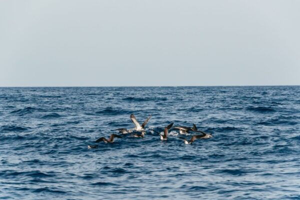 Lanzarote: 2.5-Hour Sunset and Dolphins Cruise - Common Questions