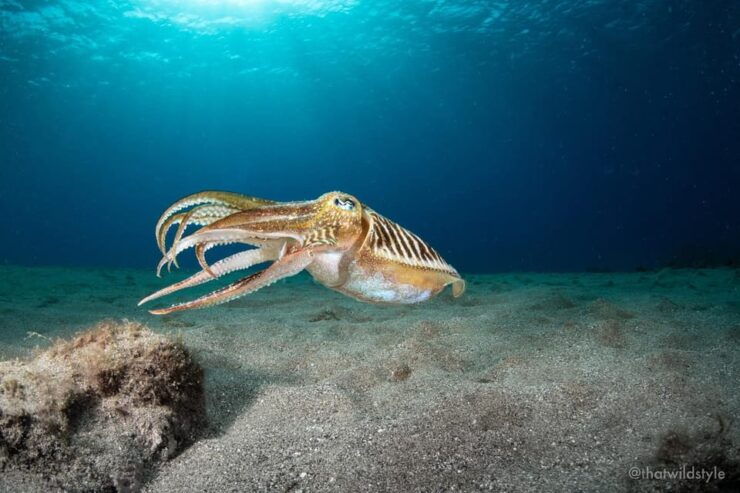 Lanzarote: 2 Guided Dives (Certified Divers Only) - Good To Know