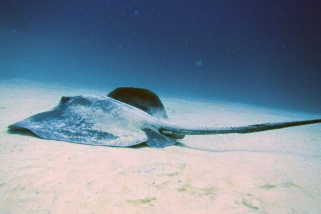 Lanzarote: 2 Guided Dives (Certified Divers Only) - Itinerary