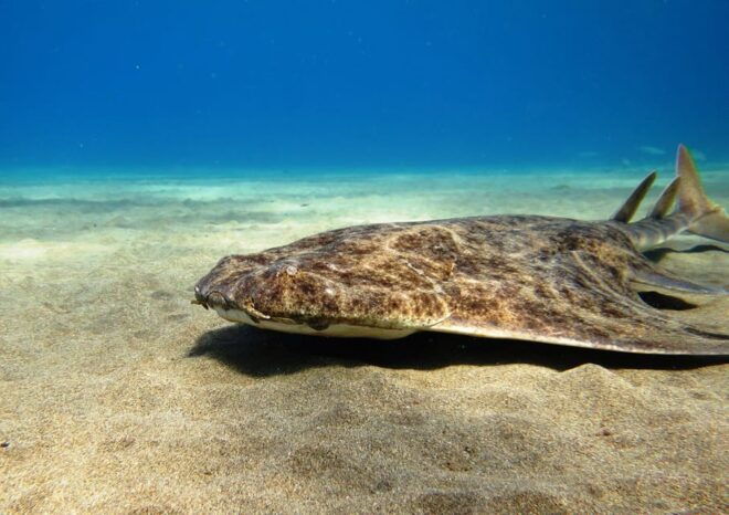 Lanzarote: 2 Guided Dives (Certified Divers Only) - Important Information
