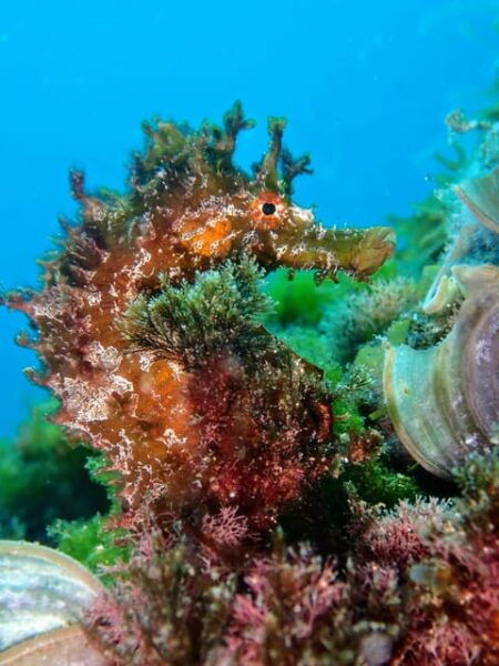 Lanzarote: 2 Guided Dives (Certified Divers Only) - Pricing and Bookings