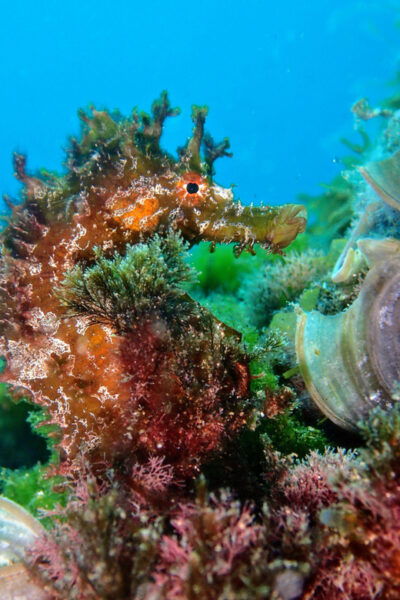 Lanzarote: 2 Guided Dives (Certified Divers Only) - Pickup and Drop-off Locations