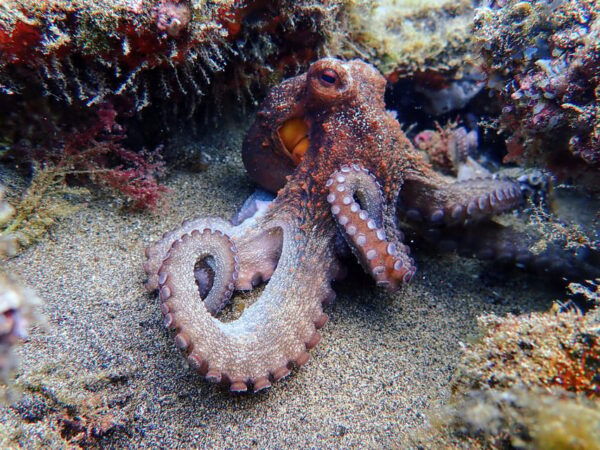 Lanzarote: 2 Guided Dives (Certified Divers Only) - Marine Life and Dive Sites