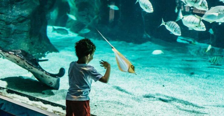 Lanzarote: Aquarium Entry Ticket - Ticket Details