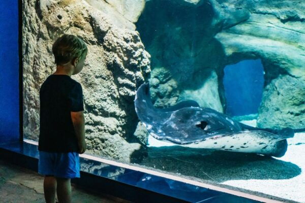 Lanzarote: Aquarium Entry Ticket - Common Questions
