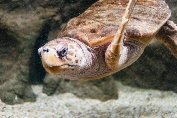 Lanzarote: Aquarium Entry Ticket - The Sum Up