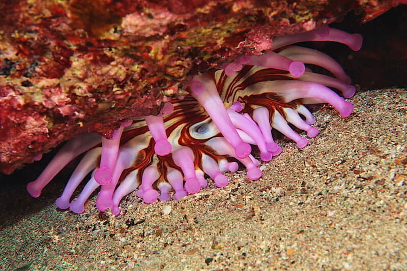 Lanzarote: Beginner Try Scuba Diving Costa Teguise (2 dives) - The Itinerary: What To Expect