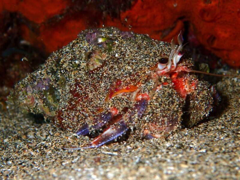 Lanzarote: Beginner Try Scuba Diving Costa Teguise (2 dives) - Who Should Consider This Tour?