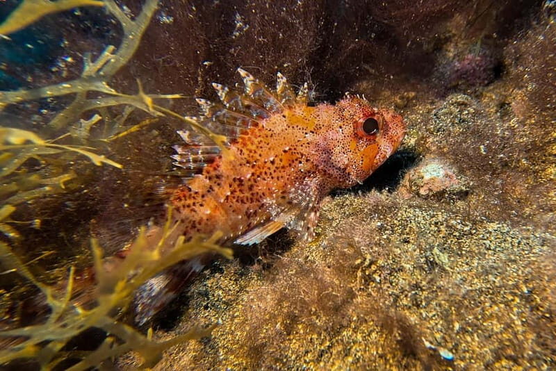 Lanzarote: Beginner Try Scuba Diving Costa Teguise (2 dives) - FAQs